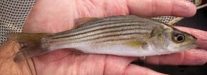 Striped Bass