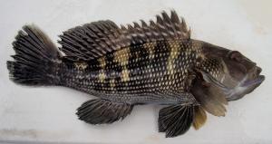 Black Sea Bass