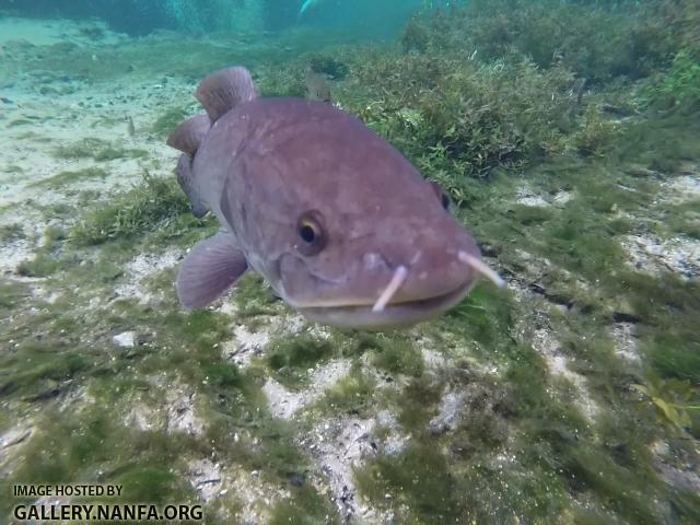 Bowfin Up Close