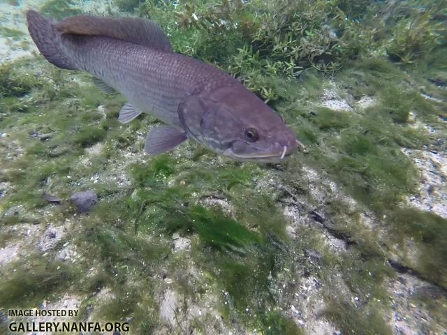 Bowfin