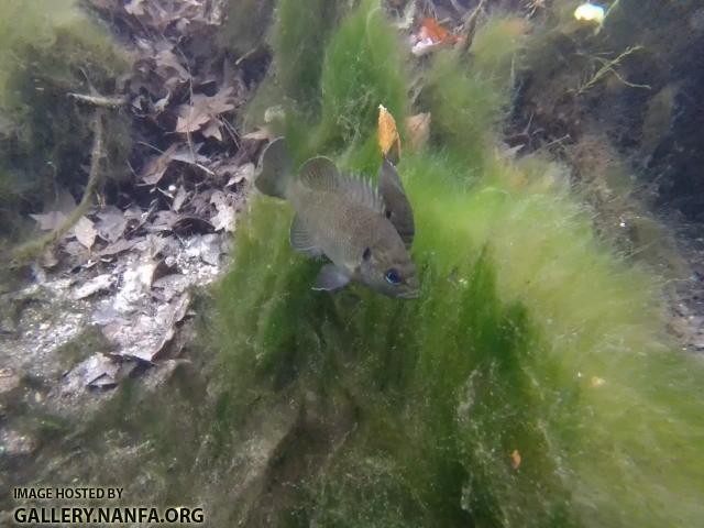 Spotted Sunfish