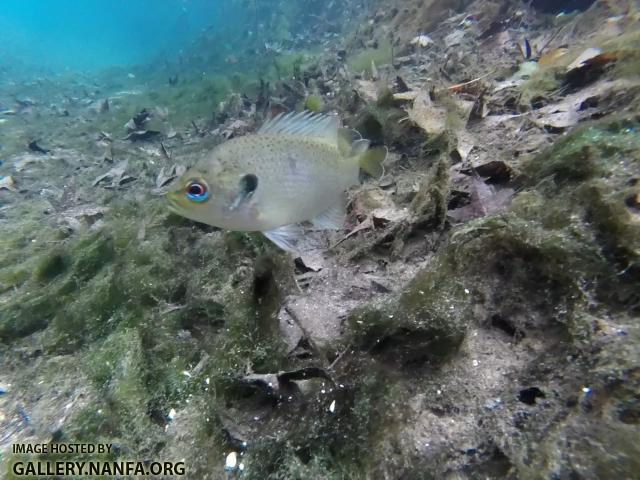 Spotted Sunfish 3