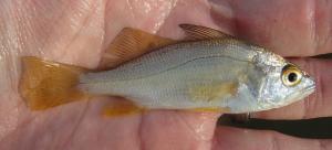 Silver Perch