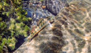 Etheostoma simoterum simoterum