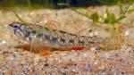 Least Darter - Etheostoma microperca