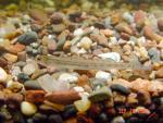 Western Sand Darter3