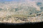 Western Sand Darter6