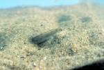 Western Sand Darter7