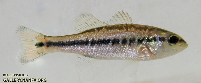 (juvenile) bass