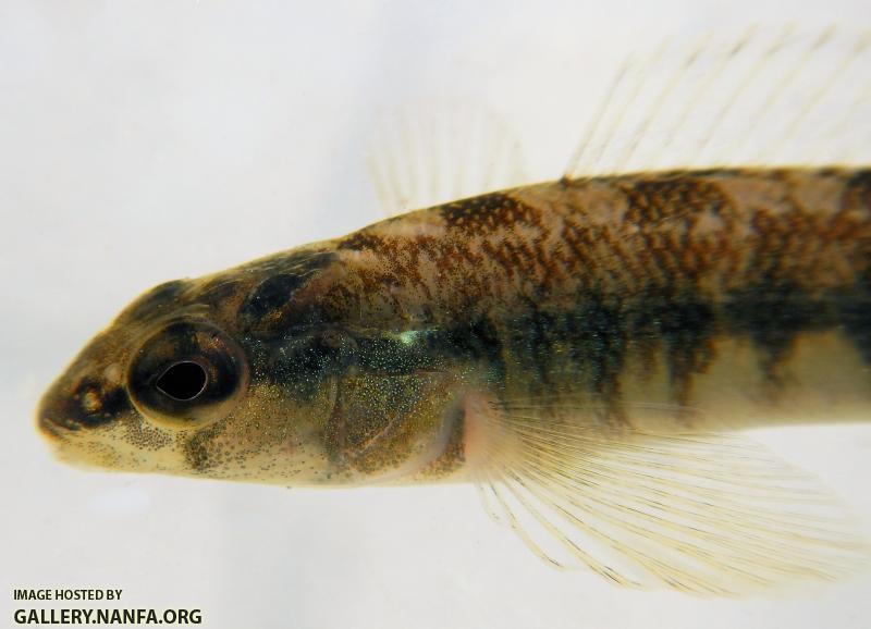 blackbanded darter face