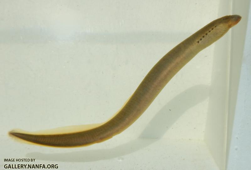 lamprey body