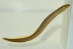 lamprey body