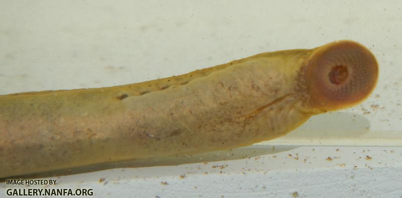 lamprey mouth