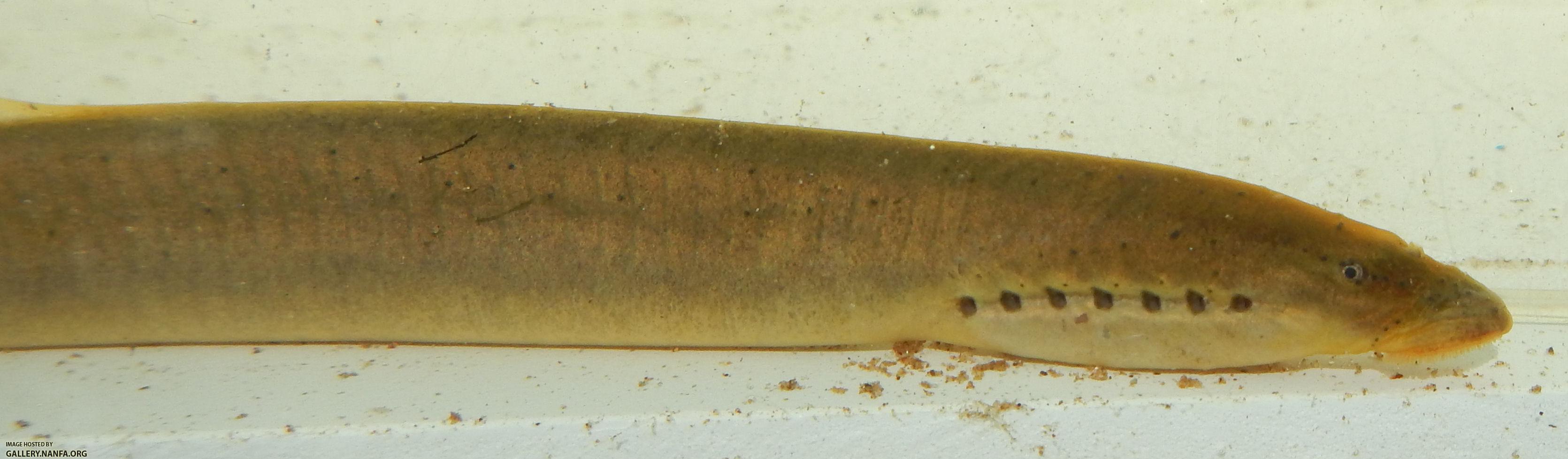 lamprey face