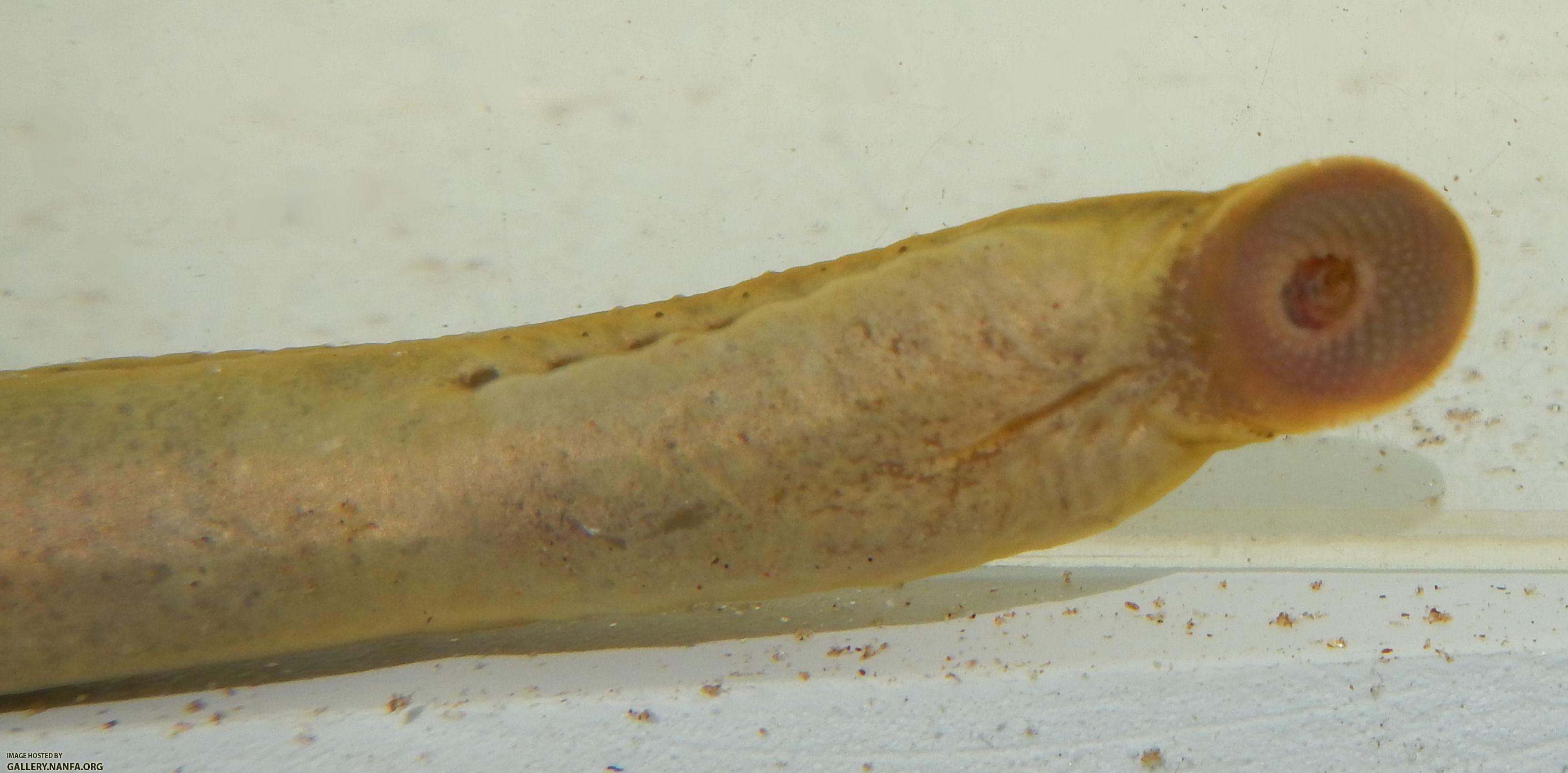 lamprey mouth