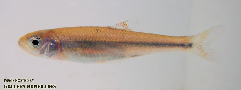 Bandfin Shiner small