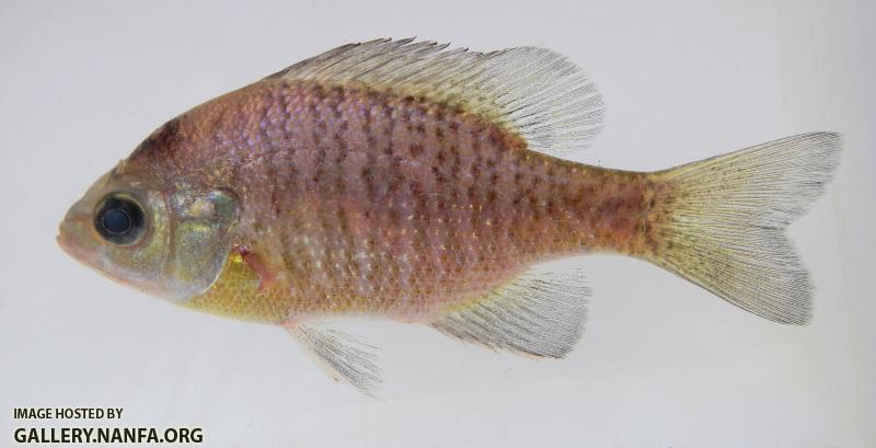 bluegill