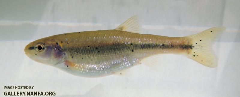 creek chub