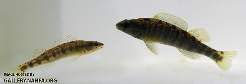 percina pair