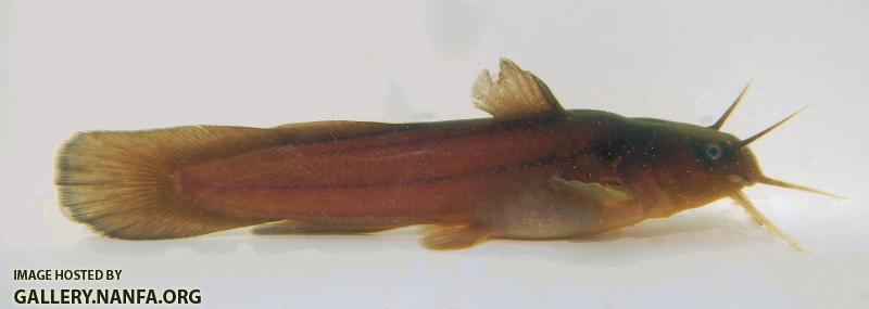 tadpole madtom