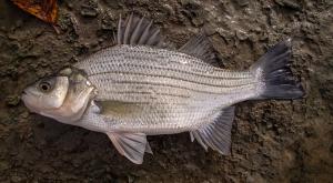 White Bass