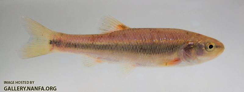 creek chub