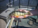 Yellow Perch4