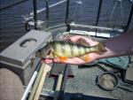 Yellow Perch5