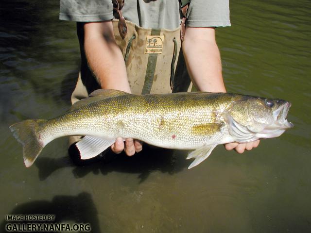 Walleye2