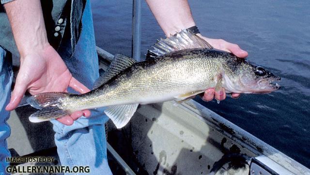 Walleye1