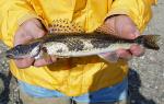 Sauger - Sander canadensis