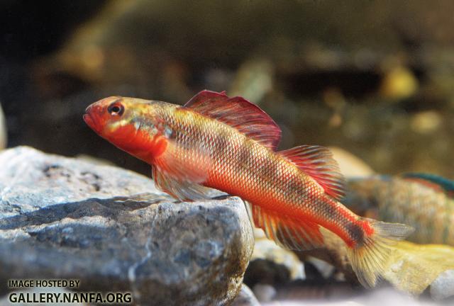 Large nuptial male gilt darter