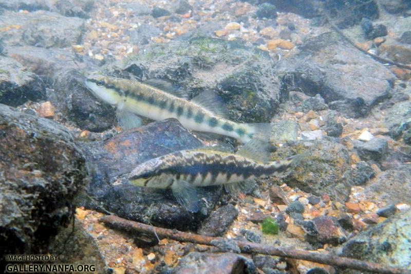 blackbanded pair1