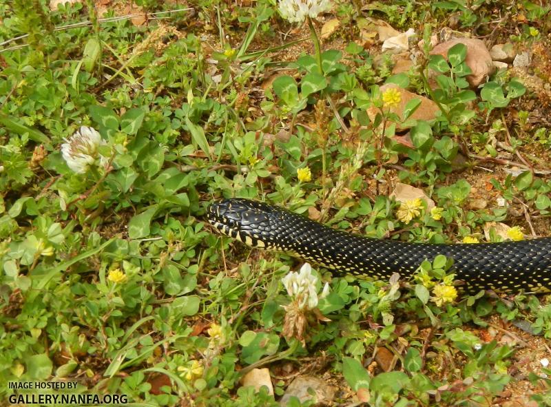 kingsnake