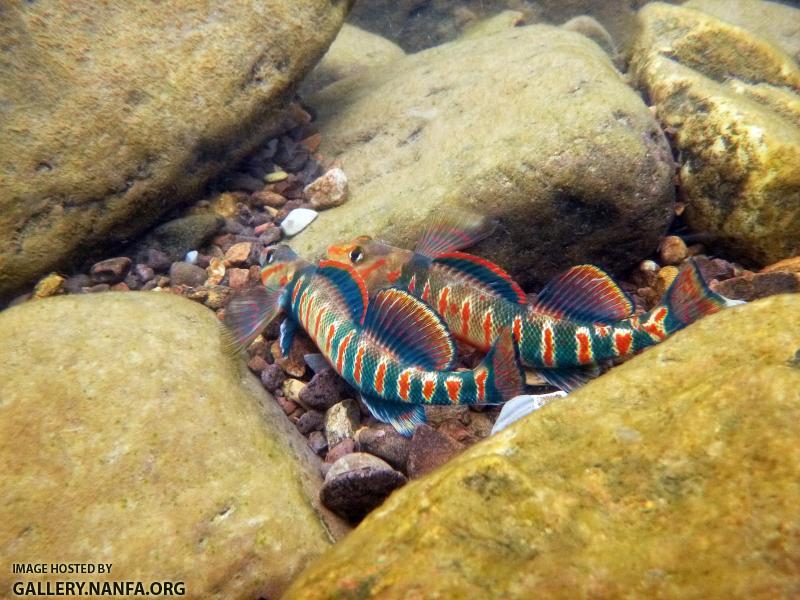 Two male candy darters side by side