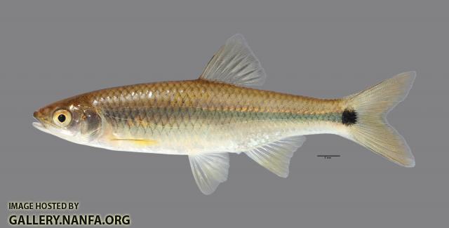 Cyprinella venusta Blacktail Shiner295WS