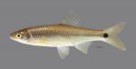 Cyprinella venusta Blacktail Shiner295WS