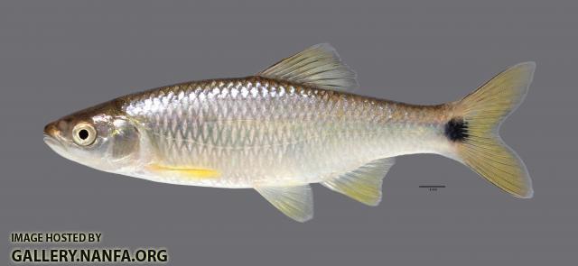 Cyprinella venusta Blacktail Shiner416WS