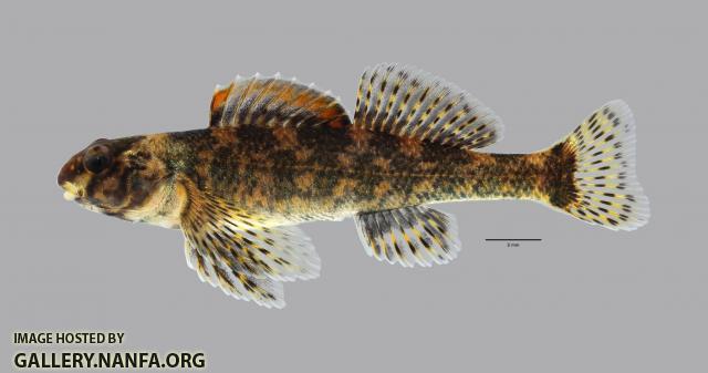 Etheostoma histrio Harlequin Darter 540WS