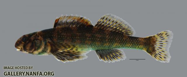 Etheostoma histrio Harlequin Darter470WS