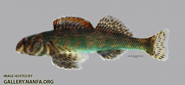 Etheostoma histrio Harlequin Darter590WS