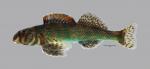 Etheostoma histrio Harlequin Darter590WS