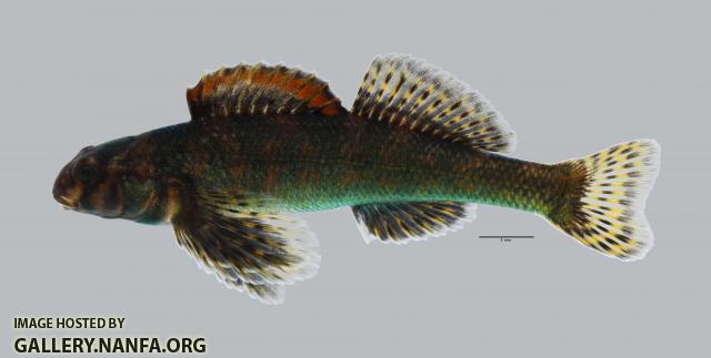 Etheostoma histrio Harlequin Darter726WS