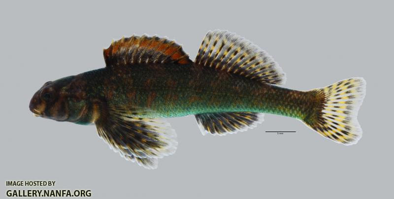 Etheostoma histrio Harlequin Darter726WS