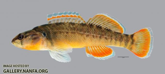 Etheostoma radiosum Orangebelly Darter579WS