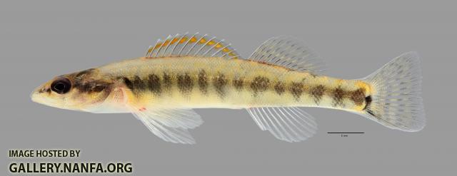 Percina phoxocephala Slenderhead Darter024WS