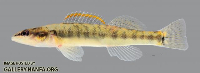 Percina phoxocephala Slenderhead Darter029WS