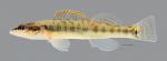 Percina phoxocephala Slenderhead Darter029WS