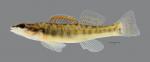 Percina phoxocephala Slenderhead Darter065WS