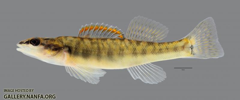 Percina phoxocephala Slenderhead Darter065WS